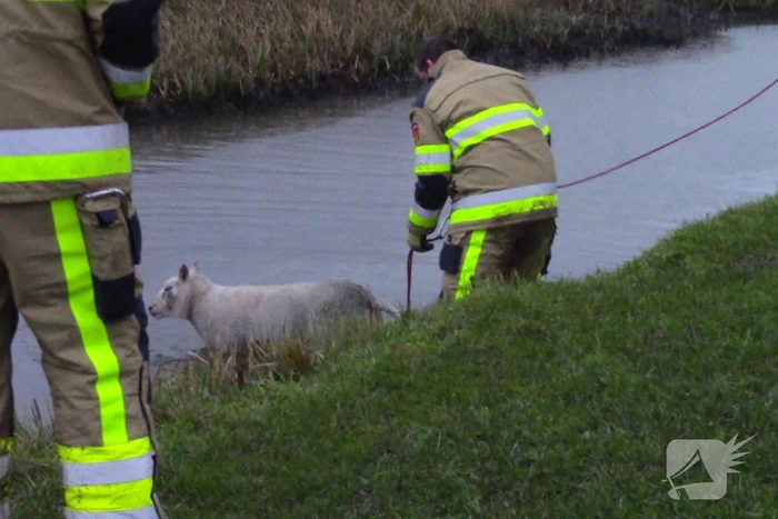 Brandweer redt schaap uit het water