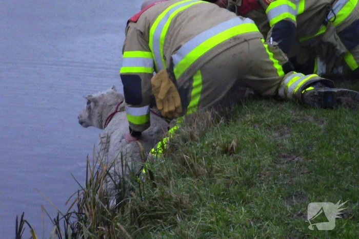 Brandweer redt schaap uit het water