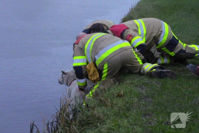 Brandweer redt schaap uit het water