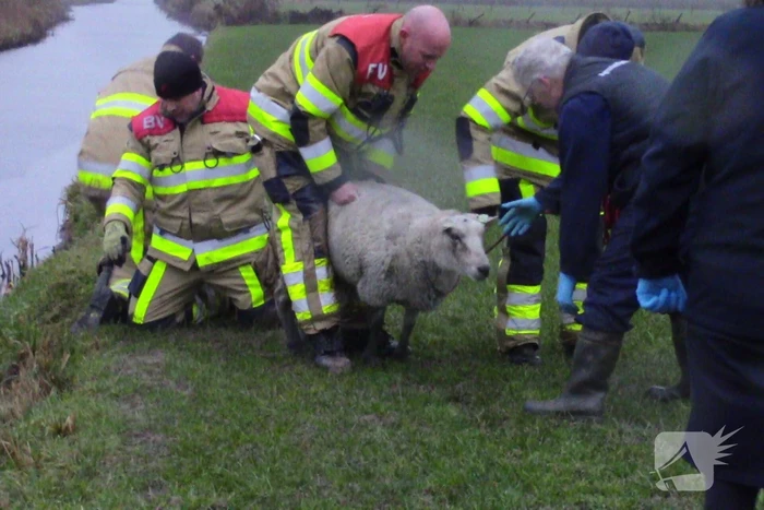 Brandweer redt schaap uit het water