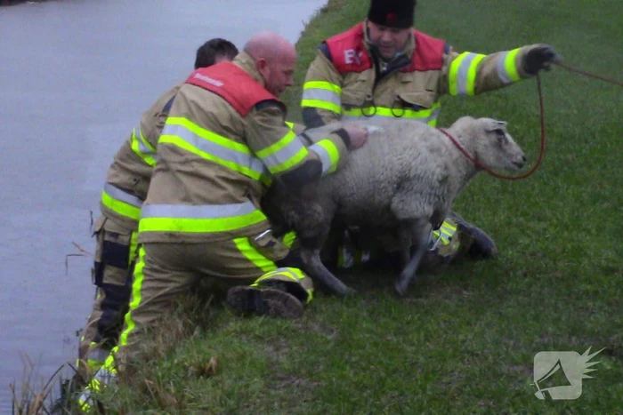 Brandweer redt schaap uit het water