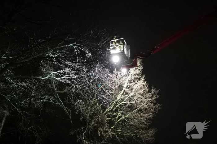 Tak dreigt uit boom te vallen