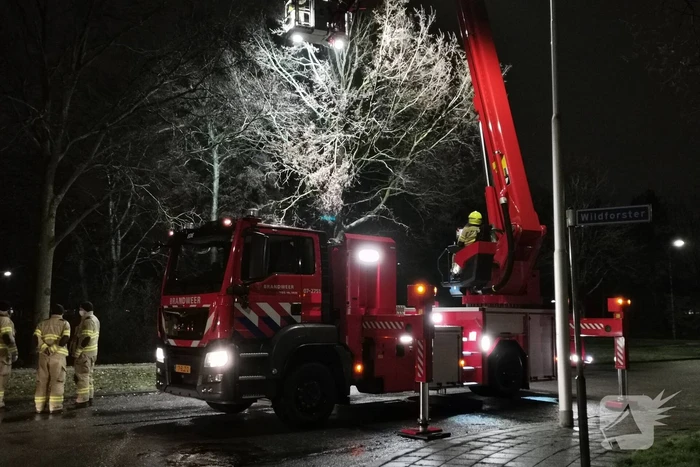 Tak dreigt uit boom te vallen