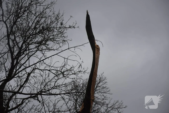 Boom neemt andere bomen mee in val