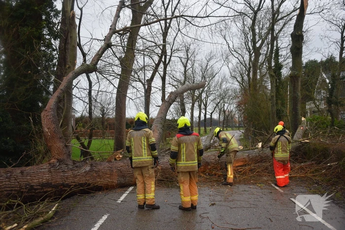 Boom neemt andere bomen mee in val