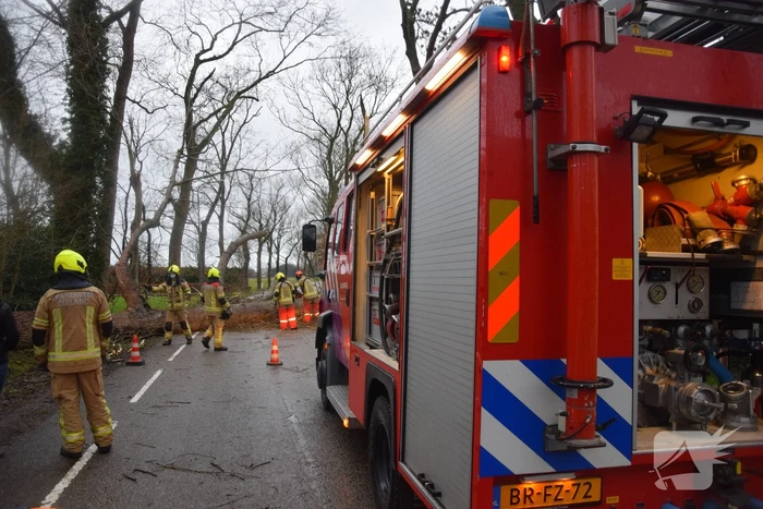 Boom neemt andere bomen mee in val