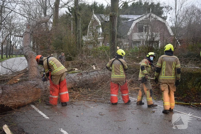 Boom neemt andere bomen mee in val