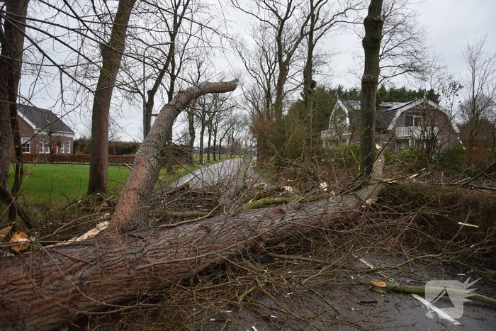 Boom neemt andere bomen mee in val