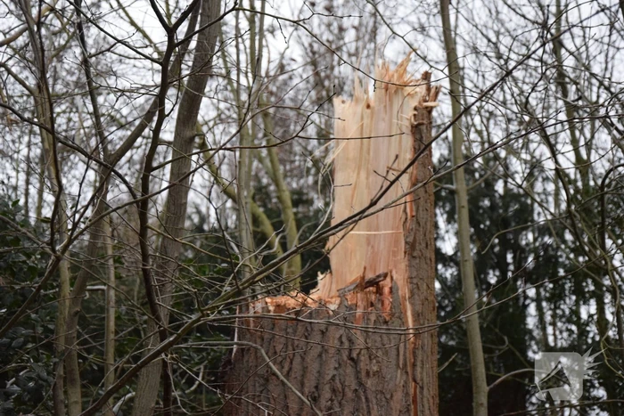 Boom neemt andere bomen mee in val