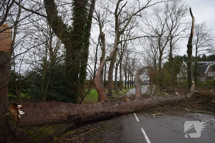 Boom neemt andere bomen mee in val