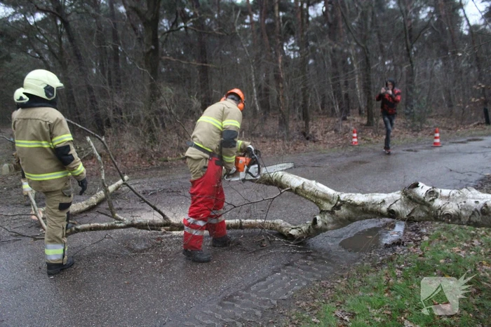 Boom omgewaaid door storm