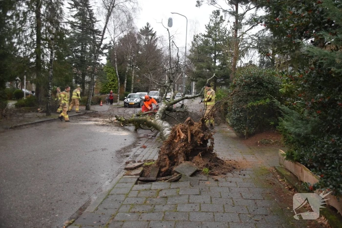 Omgewaaide boom blokkeert weg en sloopt lantaarnpaal