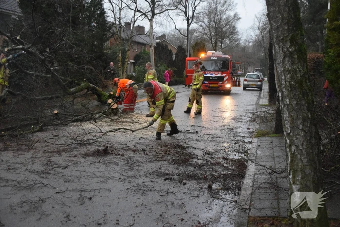 Omgewaaide boom blokkeert weg en sloopt lantaarnpaal
