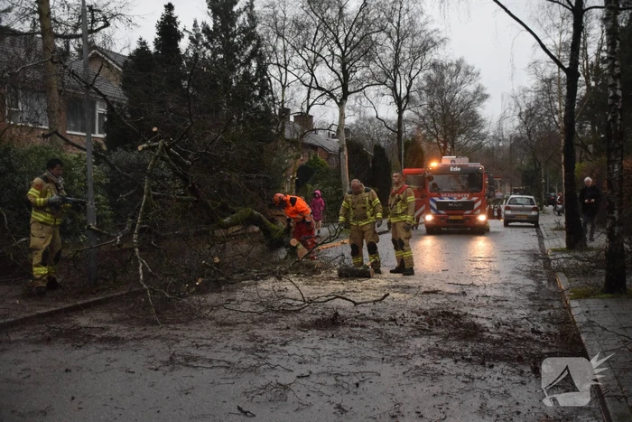 Omgewaaide boom blokkeert weg en sloopt lantaarnpaal