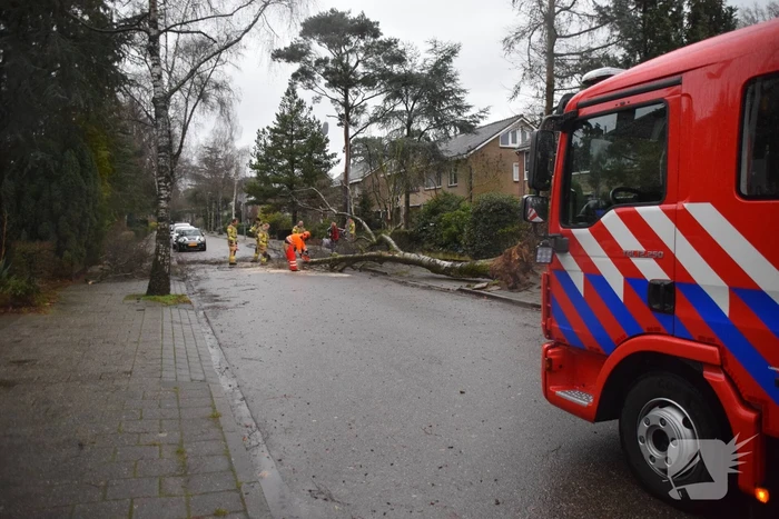 Omgewaaide boom blokkeert weg en sloopt lantaarnpaal