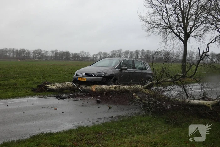 Boom waait om voor rijdende auto