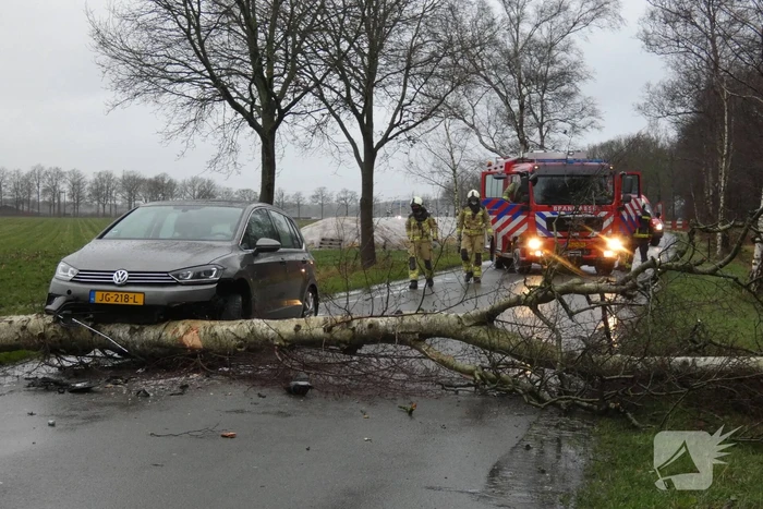 Boom waait om voor rijdende auto