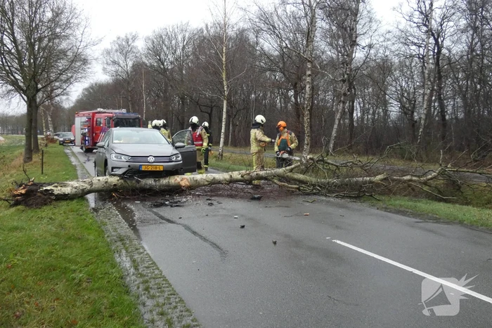 Boom waait om voor rijdende auto