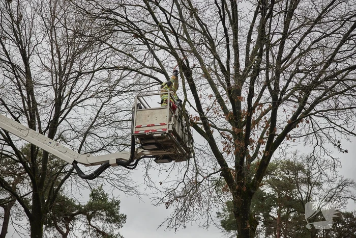 Brandweer verwijdert gevaarlijk hangende tak
