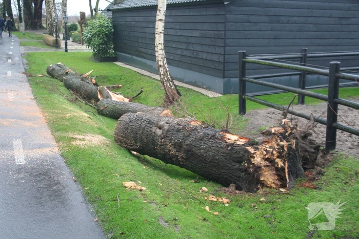 Omgewaaide boom eindigt op de weg