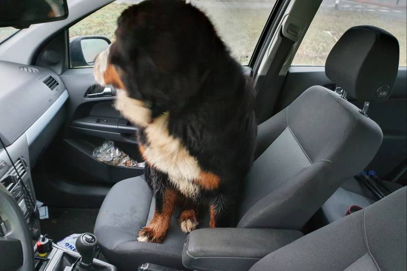 Automobilist haalt loslopende hond van de snelweg