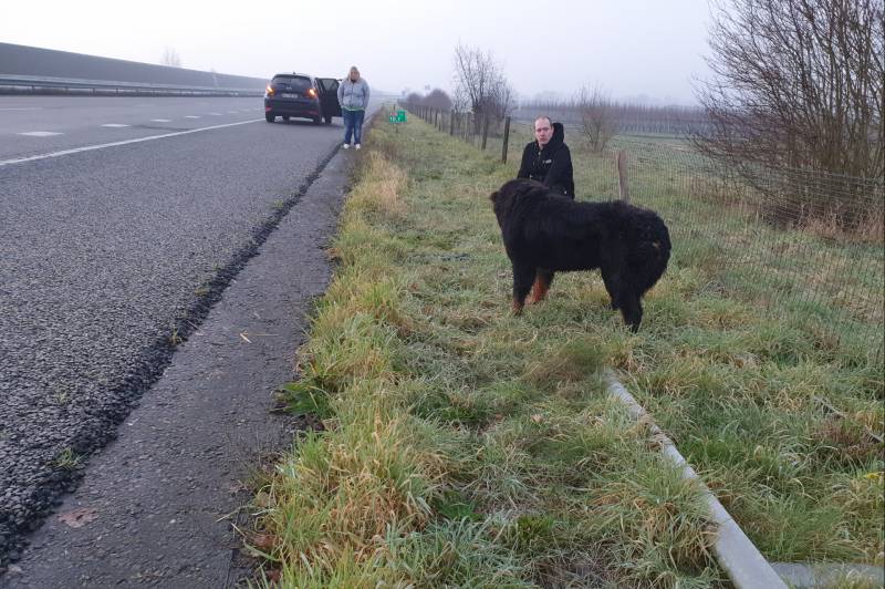Automobilist haalt loslopende hond van de snelweg