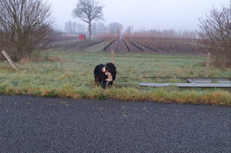 Automobilist haalt loslopende hond van de snelweg