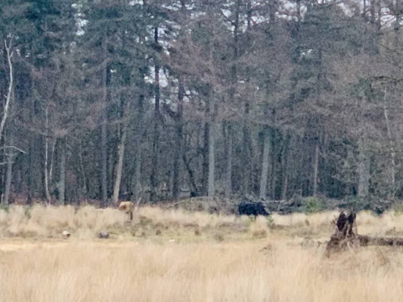 Man aangevallen door stier