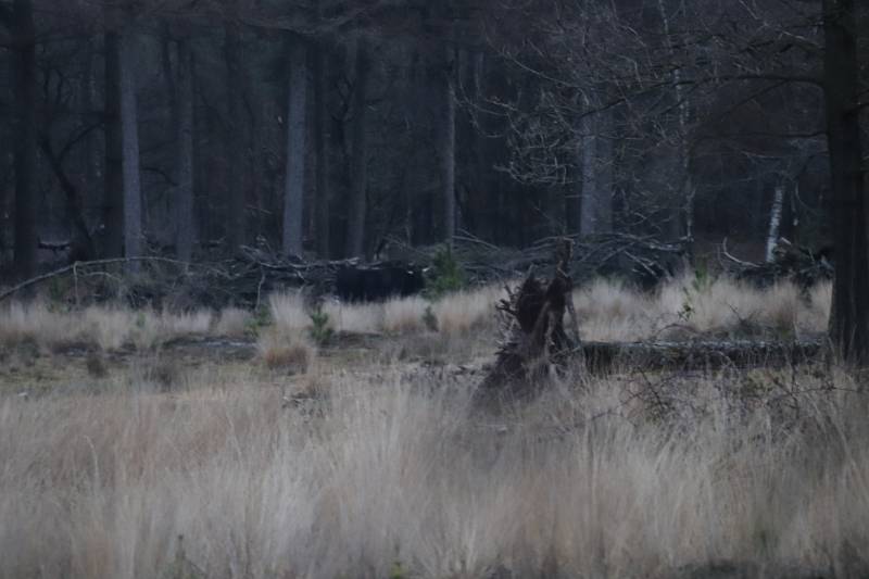 Man aangevallen door stier