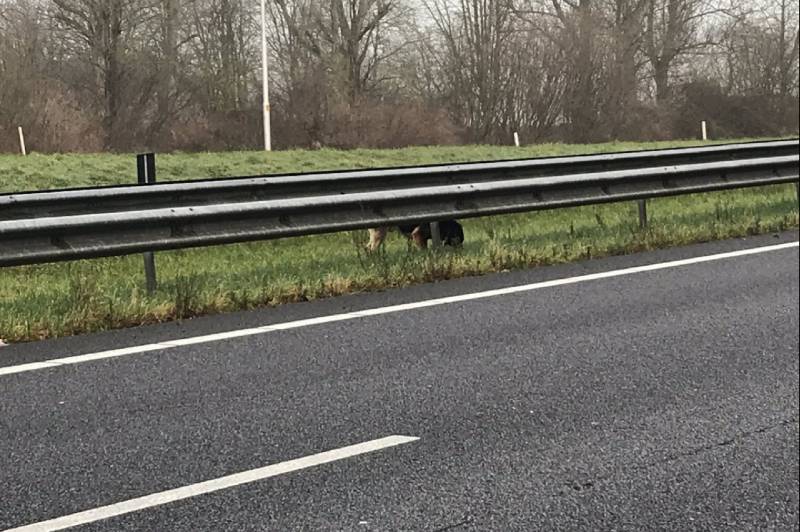 Hond Max gevangen op snelweg