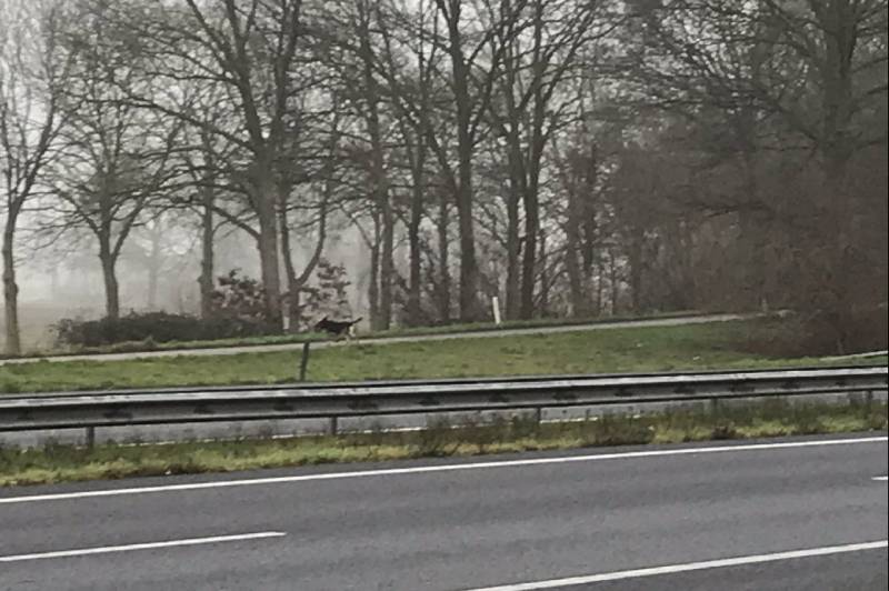 Hond Max gevangen op snelweg