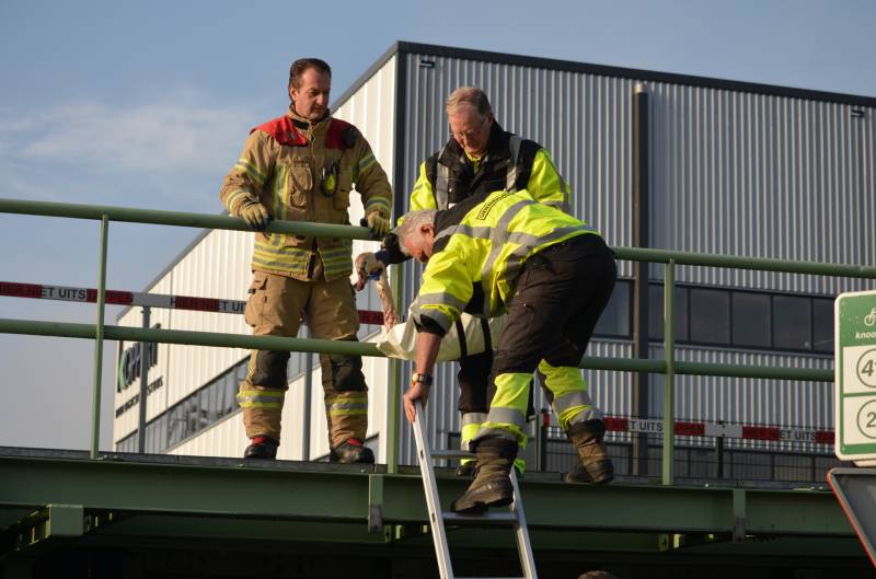 Zwaan vast tussen betonblokken RandstadRail