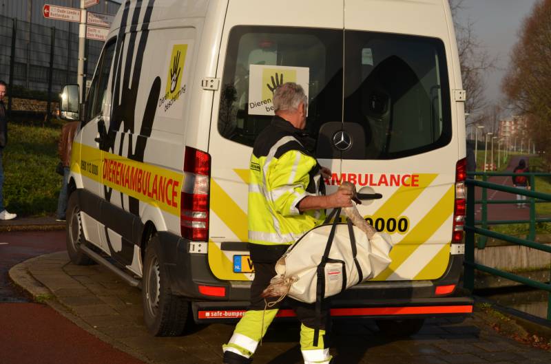 Zwaan vast tussen betonblokken RandstadRail