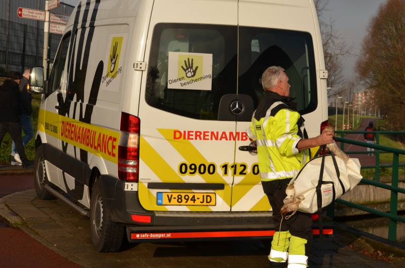 Zwaan vast tussen betonblokken RandstadRail