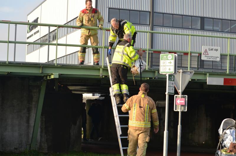 Zwaan vast tussen betonblokken RandstadRail