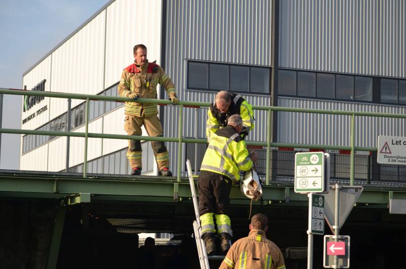 Zwaan vast tussen betonblokken RandstadRail