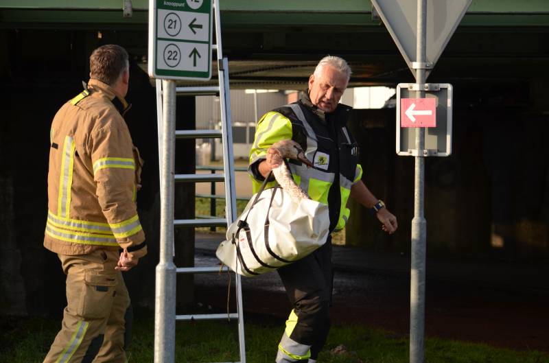 Zwaan vast tussen betonblokken RandstadRail