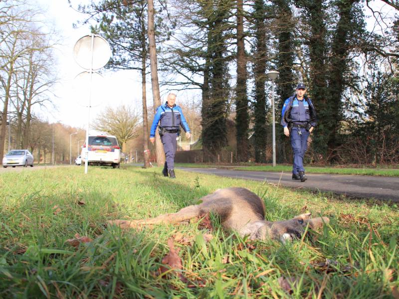 Ree kort na aanrijding overleden