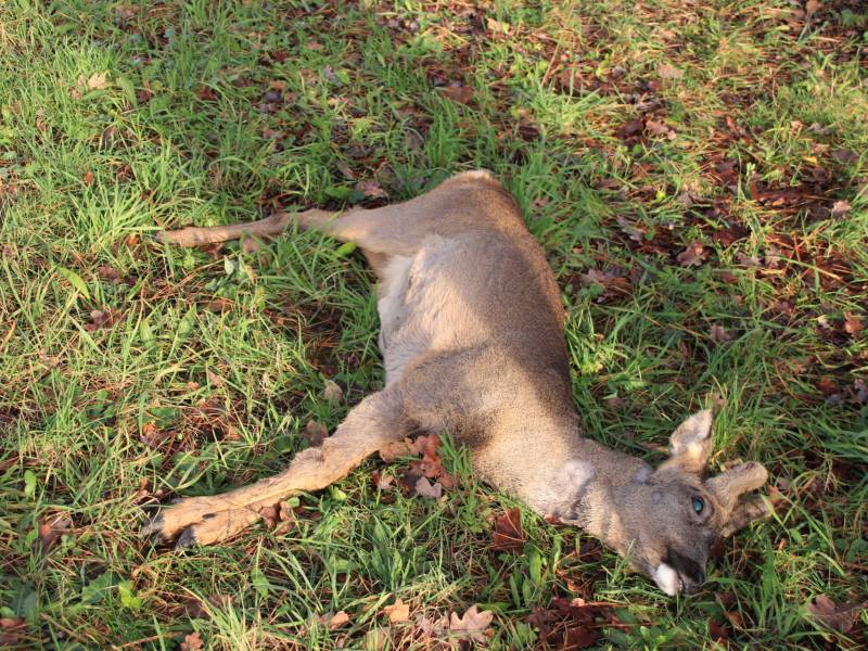 Ree kort na aanrijding overleden