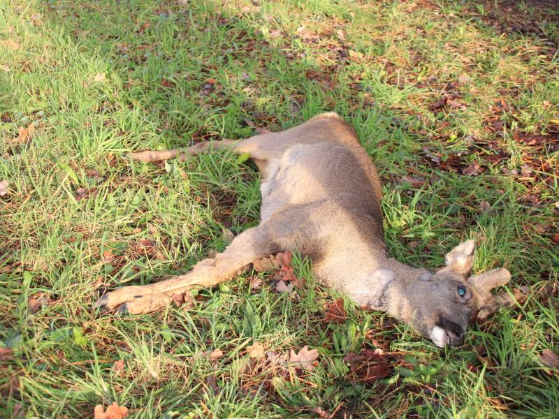 Ree kort na aanrijding overleden
