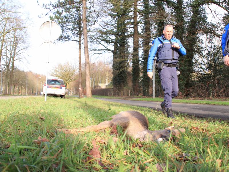 Ree kort na aanrijding overleden