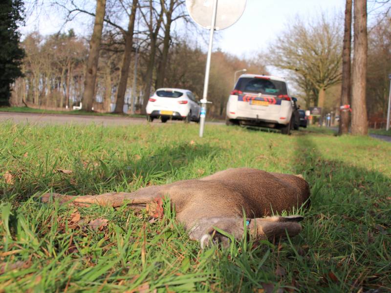 Ree kort na aanrijding overleden