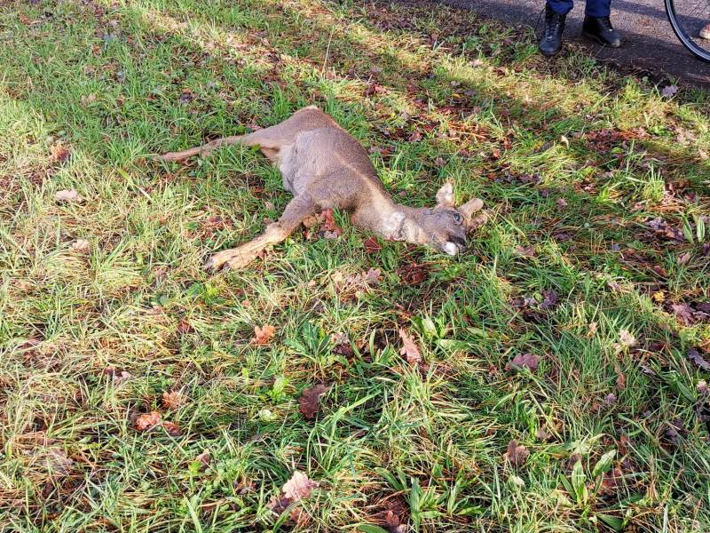 Ree kort na aanrijding overleden