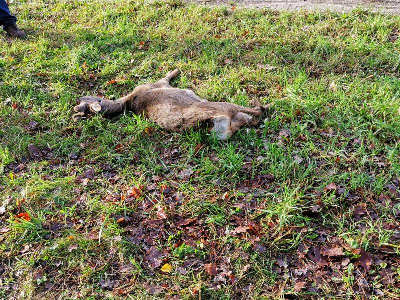 Ree kort na aanrijding overleden