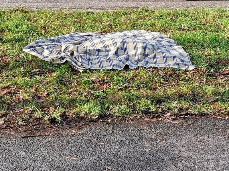 Ree kort na aanrijding overleden