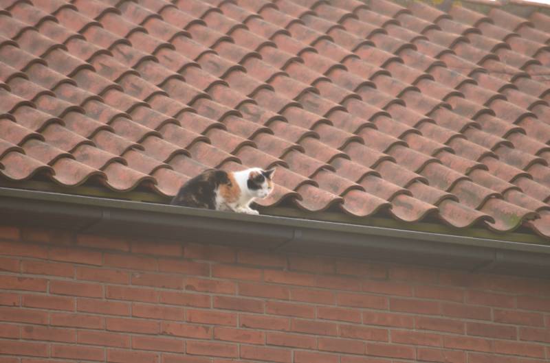 Brandweer redt kat uit dakgoot