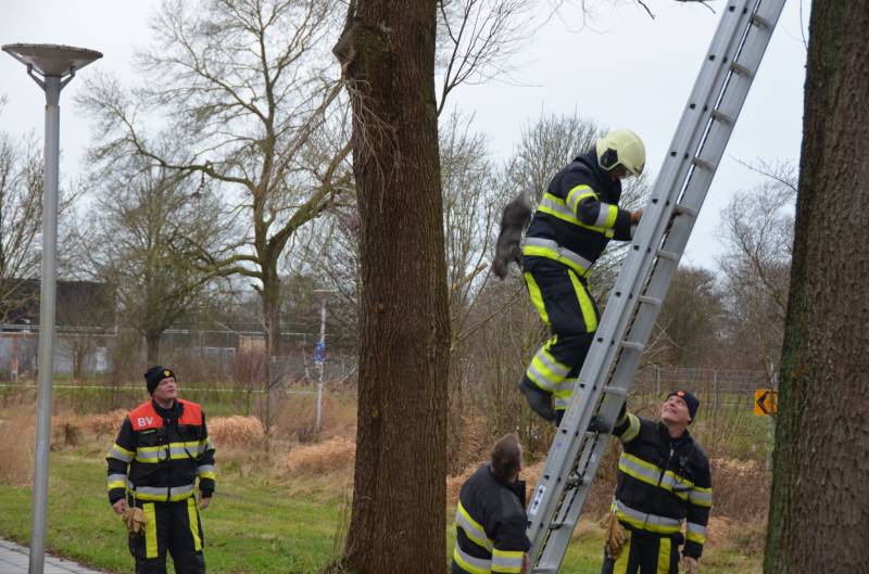 Kat uit boom gered