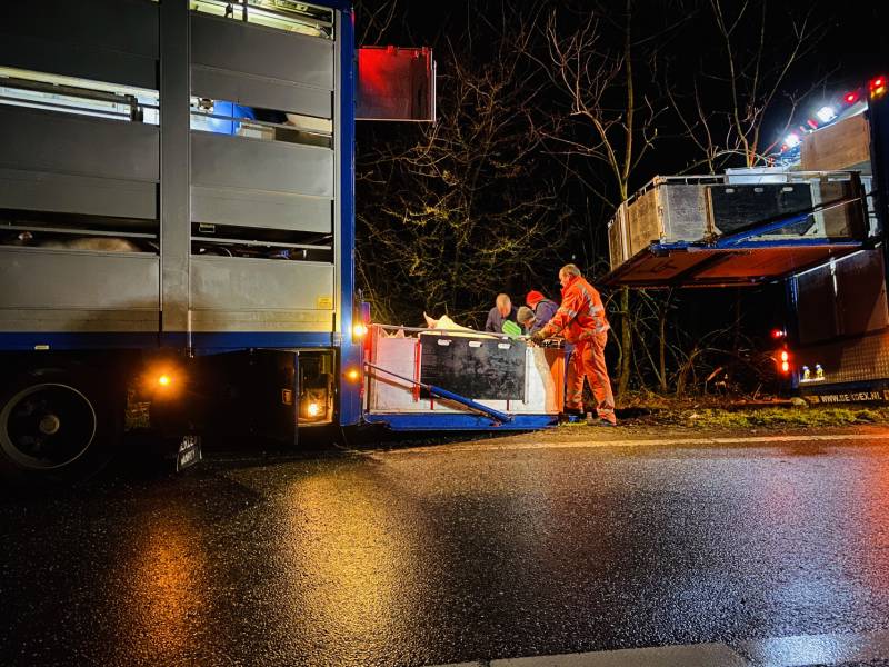 Vrachtwagen met varkens belandt naast de weg