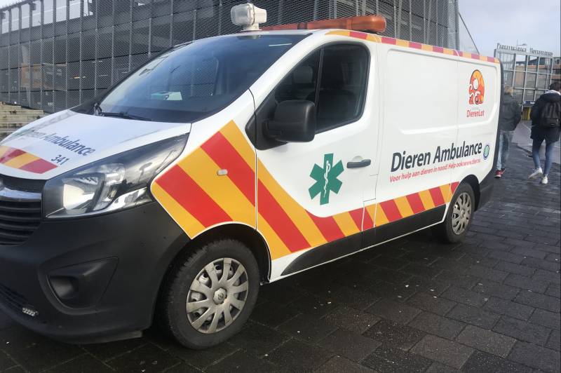 Meerkoet komt vast te zitten in stuk plastic