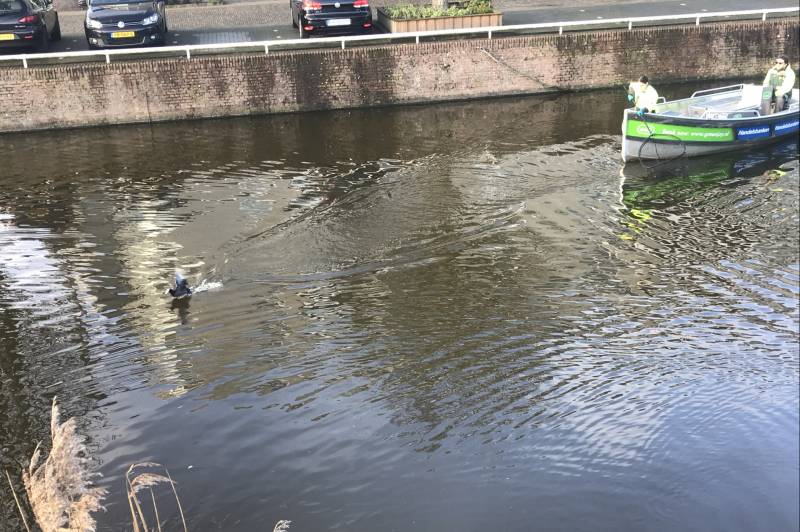 Meerkoet komt vast te zitten in stuk plastic